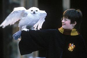 Harry Potter (Daniel Radcliffe) con Hedwig, su lechuza nevada - Foto de la película "Harry Potter  y la piedra filosofal"