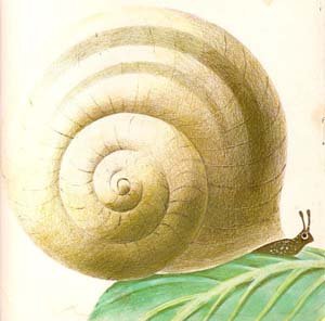 Imagen por Leo Lionni